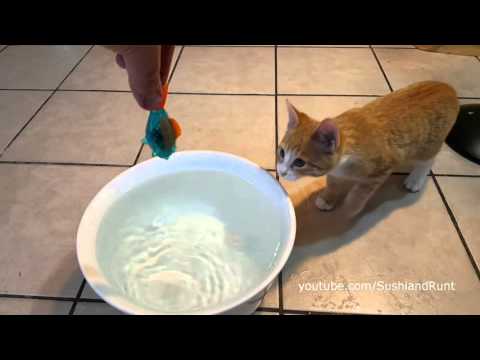 Cats react to Robotic Fish ( Hex Bug Aquabot )