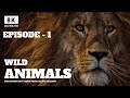 World of the Wild | Episode 1: The Amazon Rainforest | Free Documentary Nature