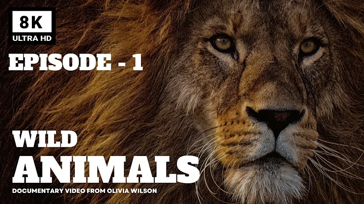 World of the Wild | Episode 1: The Amazon Rainforest | Free Documentary Nature