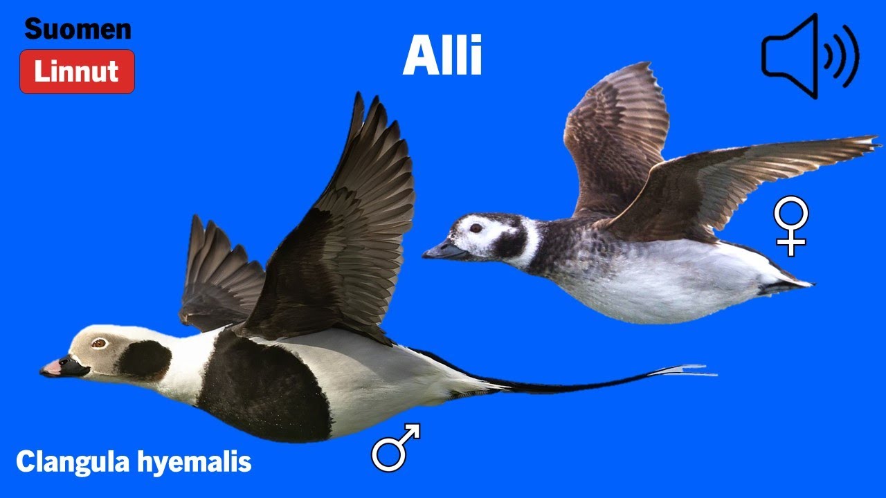 Alli - Clangula hyemalis - Long-tailed Duck - alfågel - CLAHYE
