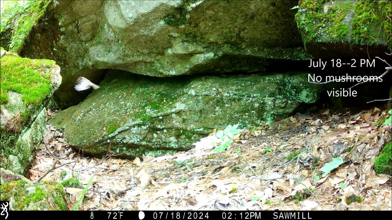 Sawmill Hills Greenway — A Fungi Focus! (July 2024)