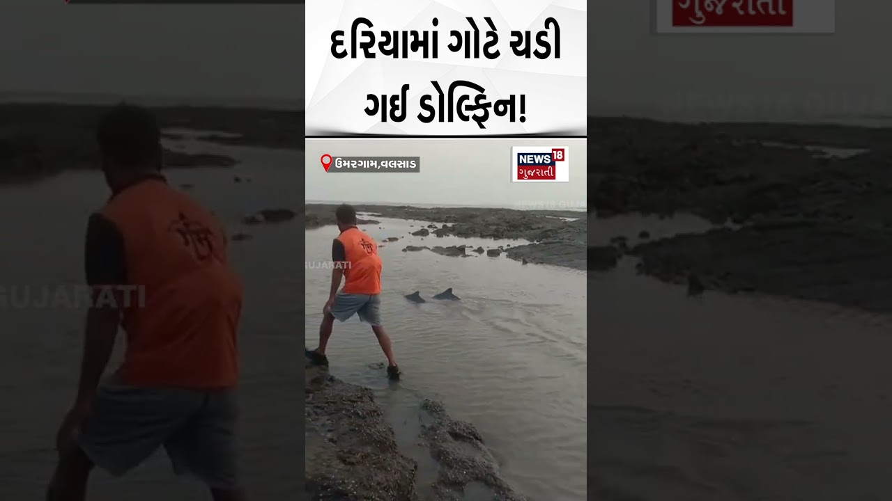 Valsad News | વલસાડના ઉમરગામના દરિયામાં ગોટે ચડી ગઈ ડોલ્ફિન ! । Gujarati News ।  N18S |N18V
