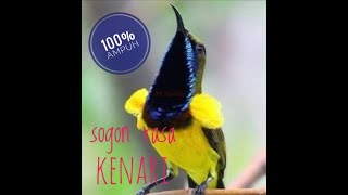 Juara nasional...!!! Sogon/sriganti isian full kenari