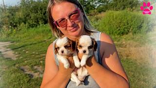 The Best Cavalier King Charles Spaniels CKCS We Have Them I ll Show You All the Puppies