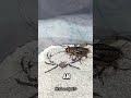 The Sand Spider That Hunts… and Crawls Into Your Bed! #shortvideo #funnyvideo #spider