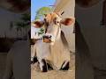 Cow Sound 😁😁/#shorts #cow #cowshorts #cowvideos #cowsound #animalontheway #cowvoice #cowvideo #funny