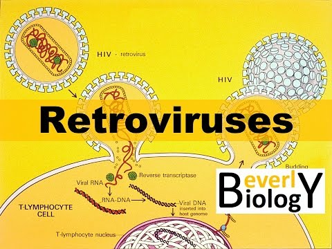 Video: Vad är Ett Retrovirus? Jämförelse Med Andra Virus, Exempel, Mer