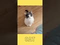 Funny Cats Videos | Funny Cat Fights | Funny CAT compilations CATS MAKE U LAUGH FUN |1Cats |#Shorts