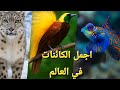 اجمل الحيوانات والطيور والاسماك النادره في العالم رحله في كوكب الجمال 