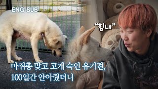 옆구리에 박힌 마취탄...사람이 무서운 유기견을 100일간 안아줬더니 | 동경이 EP.1 by 개st하우스 - 사연 있는 유기동물 채널 8,324 views 3 months ago 5 minutes, 20 seconds