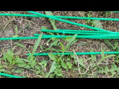 Шпалера для томатов - это просто - YouTube