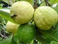 Técnicas de Cultivo de Guayaba - Producido Por Juan Gonzalo Angel - TvAgro