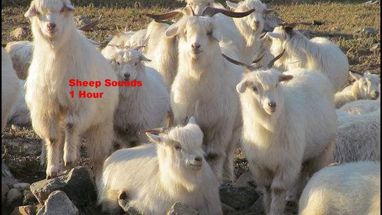 W37H1 Sheep Sounds White Noise Sleep, Study, Relax 1 Hour Nature