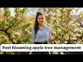 Post blooming apple tree management