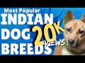 Most Popular Indian Dog Breeds (2021) You should Know About | Best Dog Breeds of India.