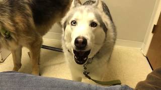 Stubborn Husky protests the vet visit