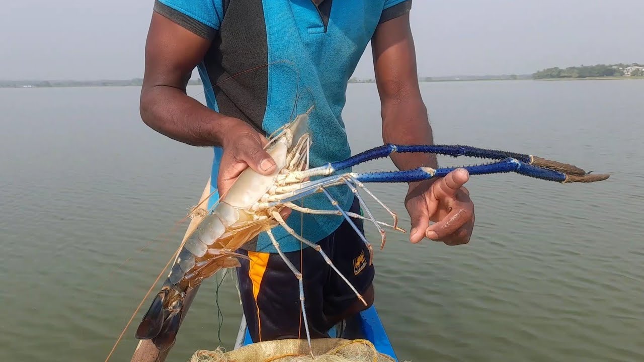 Wow !!!! Big Shrimp Fishing Catching !! Sri Lanka Lake 🦐 Fishing With ...