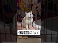 皆様、いつも応援ありがとうございます！私は毎日約60匹弱の可愛い猫達の食事のお世話や医療支援を行っています！皆様の優しさに背中を押され、毎日走り回っています！がんばります🫡#猫を救いたい #保護猫