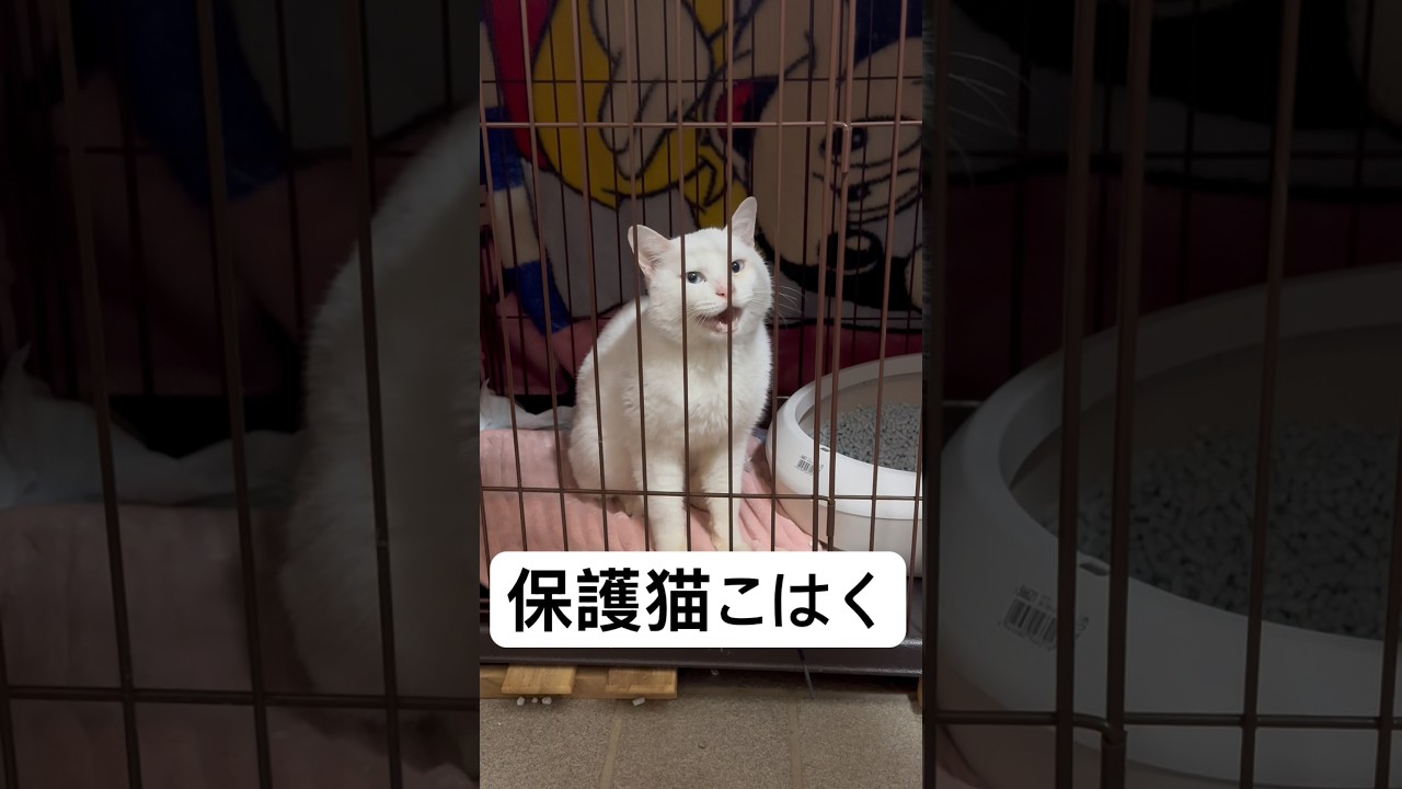 皆様、いつも応援ありがとうございます！私は毎日約60匹弱の可愛い猫達の食事のお世話や医療支援を行っています！皆様の優しさに背中を押され、毎日走り回っています！がんばります🫡#猫を救いたい #保護猫