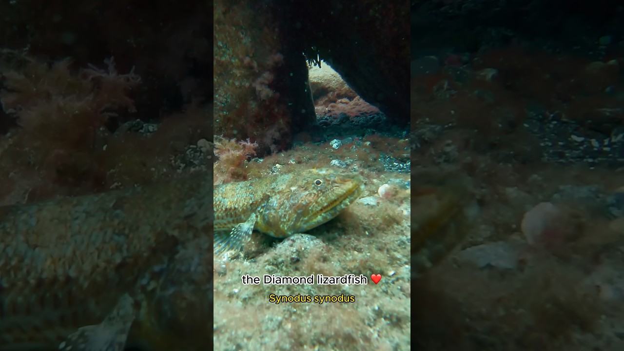 The Diamond Lizardfish - Synodus synodus