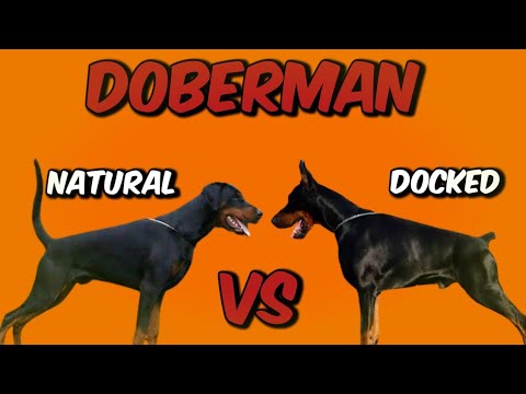 do dobermans need their tails docked