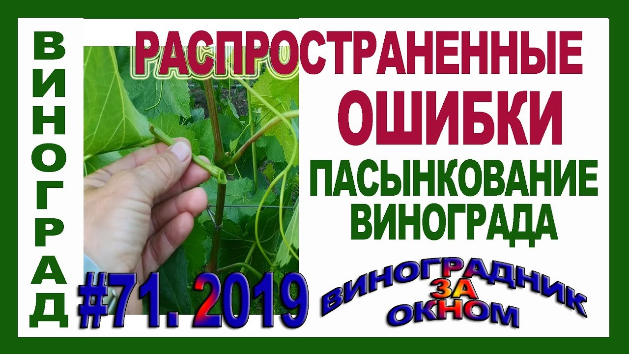 Как пасынковать чери