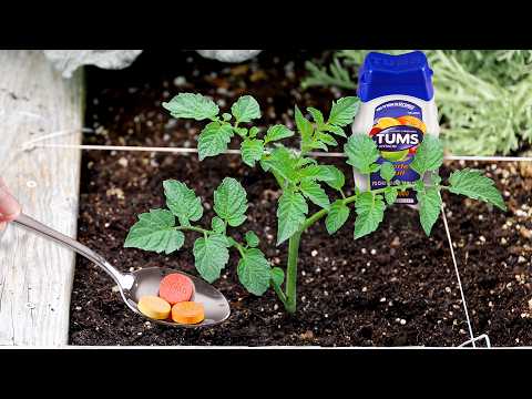 What Happens When You Bury Tums Under a Tomato Plant?
