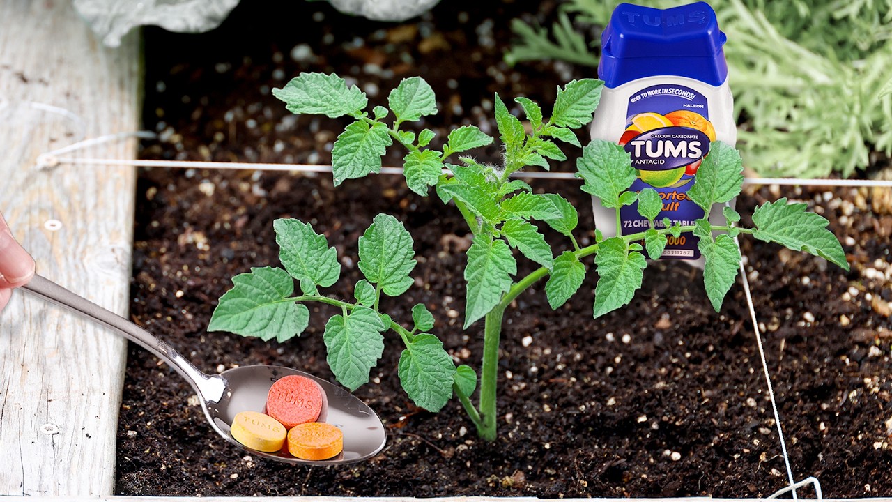 What Happens When You Bury Tums Under a Tomato Plant?