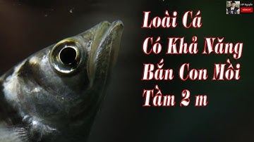 Cá Cao Xạ Pháo - Cá Cung Thủ - Cá Mang Rổ - Cá Mề Rổ  ( Archerfish - Toxotes)