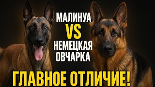 видео: Малинуа или Немецкая овчарка? Главное отличие, о котором молчат! картинка: Малинуа или Немецкая овчарка? Главное отличие, о котором молчат!
