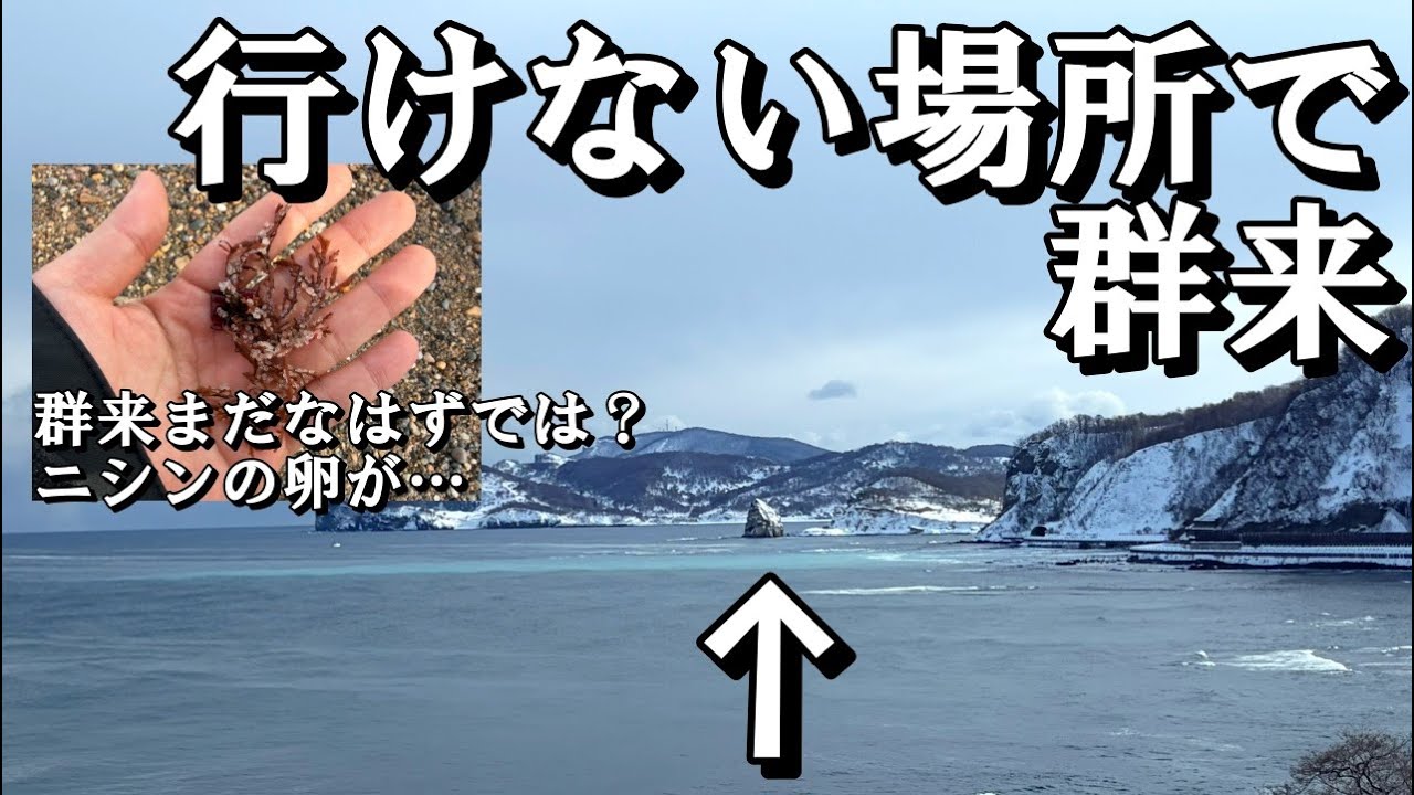 余市に続いて小樽でも群来が！　ニシン釣りの最盛期は間もなくです・・電動シャクリ機・・・ 小樽でまたニシンの群来、そして次の予想ハズレ？【 北海道 釣り 自然