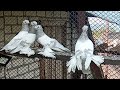 Среднеазиатские двухчубые выставочные пепельные голуби. ( не игровые и не бойные)