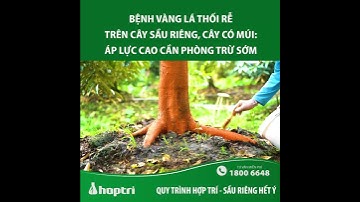 Bệnh vàng lá thối rễ trên cây sầu riêng, cây có múi: áp lực cao cần phòng trừ sớm
