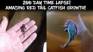 200 Day Time Lapse!  Incredible Red Tail Catfish Growth!