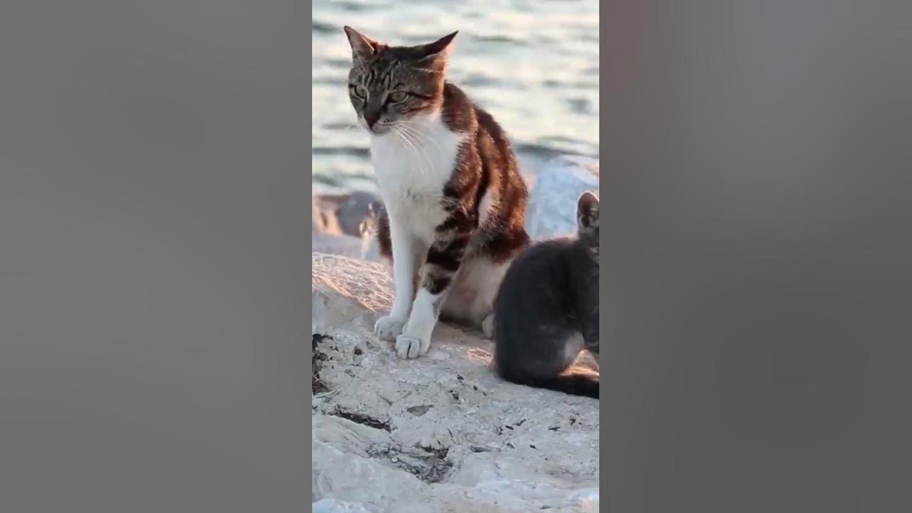Kittens in the Same Litter Can Have DIFFERENT FATHERS?! YouTube
