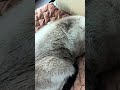 🐱どの猫の毛? - Cat's fur - #cat #shorts