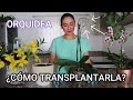 Orquídea | Trasplante Orquídea Phalaenopsis | ANTONIETA TIPS