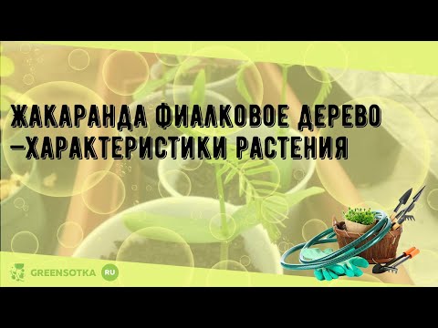 Жакаранда фиалковое дерево —характеристики растения