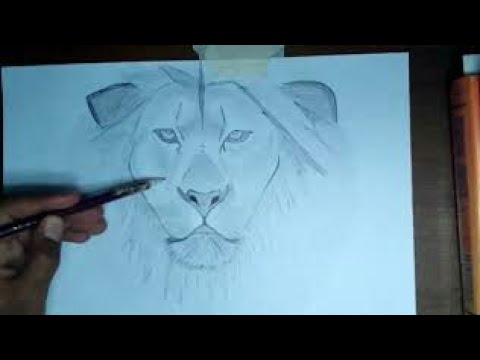 Sketching a Lion - YouTube