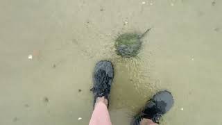 Horseshoe Crabbies at Broad Cove June 6, 2026