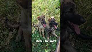 Лапа ищет дом!#в_добрые_руки #помощьбездомным #щенок