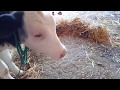 اليك اهم الخطوات لتربية أي نوع من العجول الرضيعة عندك | NEWBORN CALF