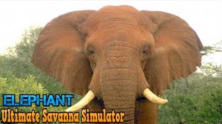Ultimate Savanna Simulator #Elephant By Gluten Free Games Action & Adventure iTunes/Android