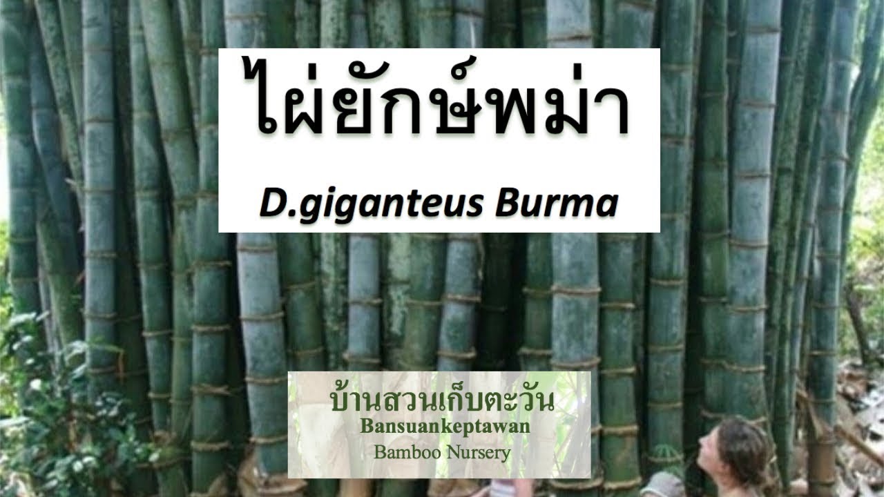 ไผ่ยักษ์แห่งพงไพร ไผ่เศรษฐกิจน่าปลูก | ไผ่ยักษ์พม่า D. giganteus -Burma |