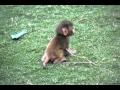 Cute Baby Macaque Monkey