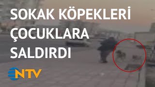 Köpekler, Çocukları Kurtarmaya Çalışanları Da Isırdı