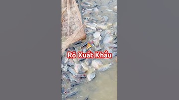 🐟 Thu mua Cá Rô Phi-Lê xuất khẩu số lượng lớn #thuonglai 0978336334 #carophi #thuysantv #tilapia