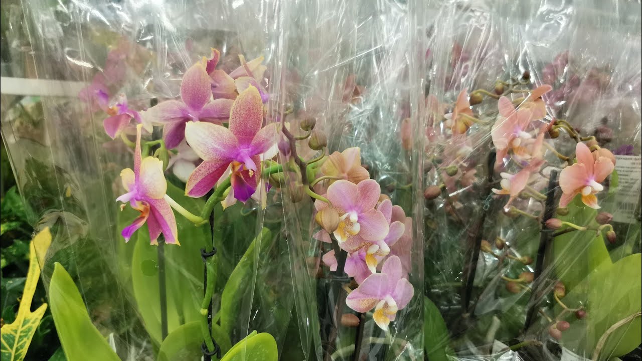 Леруа:ШИКАРНЫЙ привоз ОРХИДЕЙ, 27.11.23,ТЦ "Космопорт",Самара, ул ...