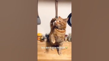 Funny Cat Video Compilation part 4