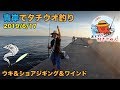 【青岸】和歌山でタチウオ好調?! あの手この手で目指せ爆釣!!【太刀魚】